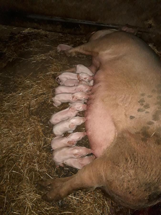 Fumu Ludurru Farm Stay Padru Dış mekan fotoğraf
