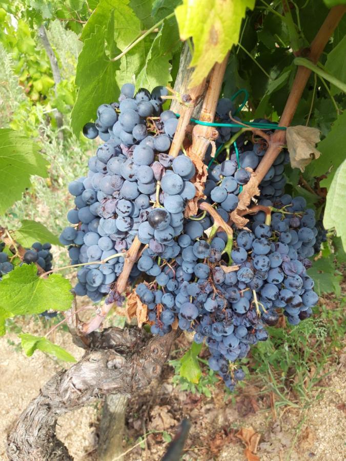 Fumu Ludurru Farm Stay Padru Dış mekan fotoğraf
