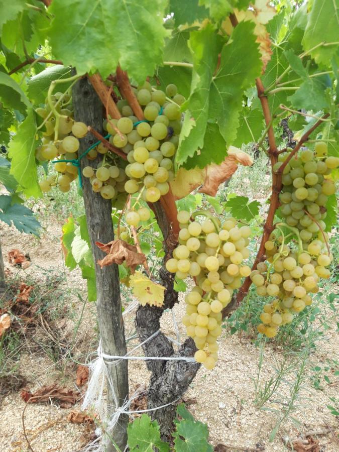 Fumu Ludurru Farm Stay Padru Dış mekan fotoğraf